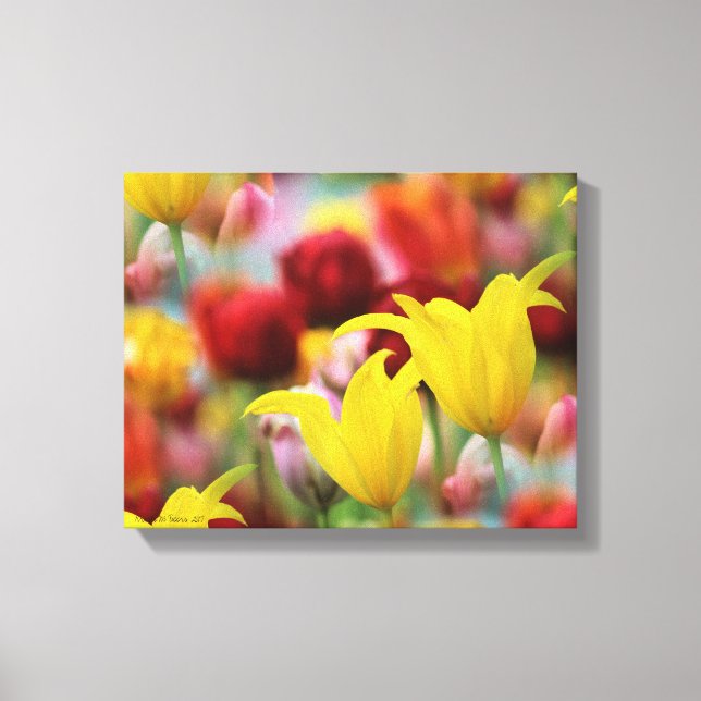 Multiple Colourful Tulips Canvas Print (Front)
