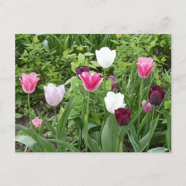 Multiple Colours Tulips DIY Postcard (Front)