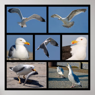Multiple photos of seagulls poster