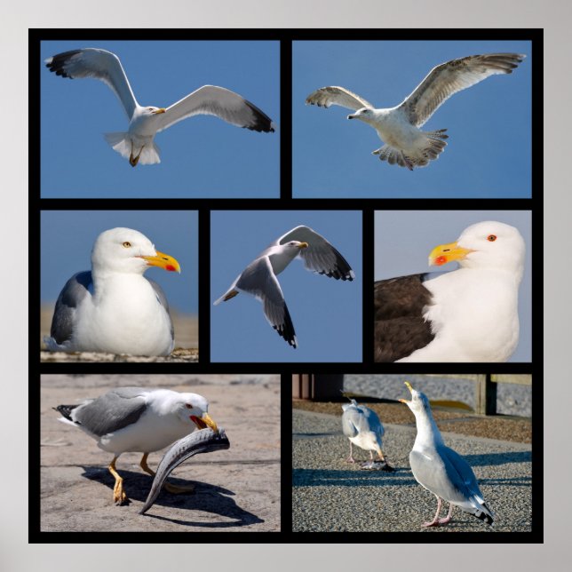 Multiple photos of seagulls poster (Front)
