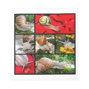 Multiple photos of snails notepad