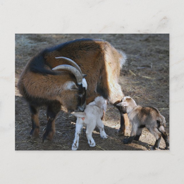 Mum and Babies Postcard (Front)