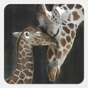 Mum and Baby Giraffe Cuddle Square Sticker