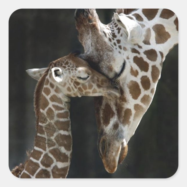 Mum and Baby Giraffe Cuddle Square Sticker (Front)