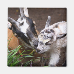 Mum and Baby Goat Magnet