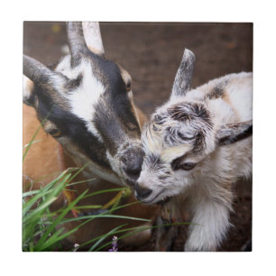 Mum and Baby Goat Tile