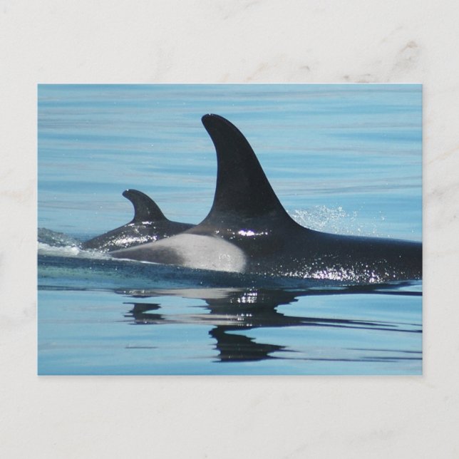 Mum and Baby Orca Postcard (Front)