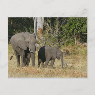 Mum and Happy Elephant Calf Postcard