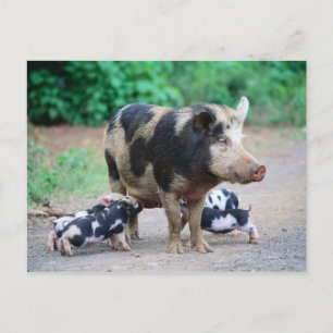 Mum and kids - Piggy postcard