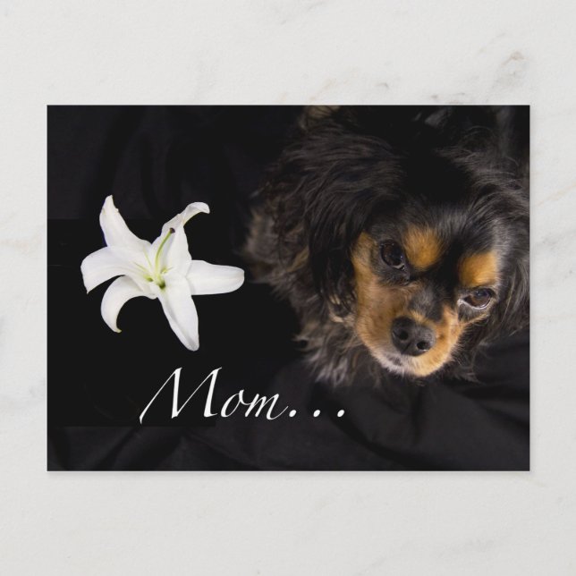 Mum…Cavalier King Charles Spaniel Postcard (Front)