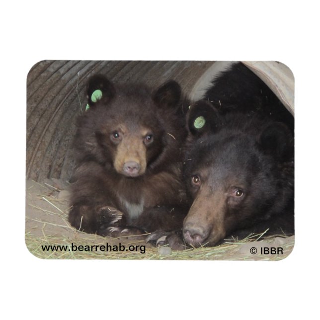 Mum & cub 2013 Premium Flexi Magnet (Horizontal)