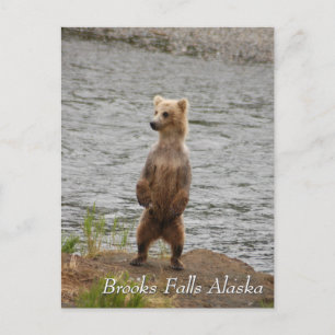 Mum, hello, Brooks Falls Alaska Postcard