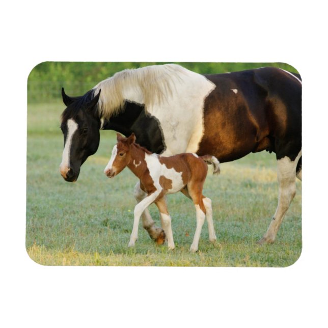 Mum & Newborn Paint Filly Magnet (Horizontal)