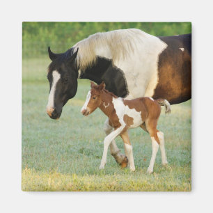 Mum & Newborn Paint Filly Magnet