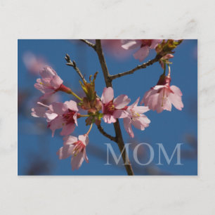 Mum Pretty Floral Photo Flower Blooms Spring Scene Postcard