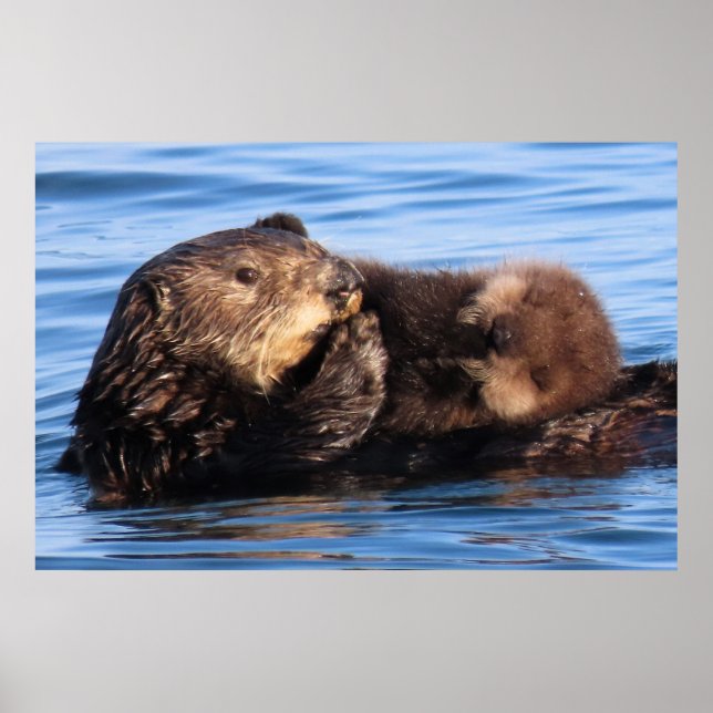 Mum Sea Otter and her Adorable Pup Poster (Front)