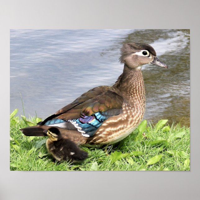 Mum Wood duck with duckling Poster (Front)
