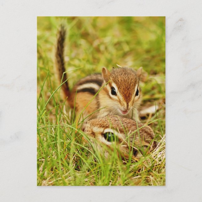 Mummy and Baby Chipmunk Postcard (Front)