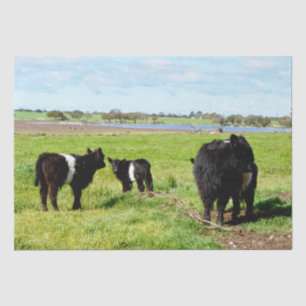 Mummy And Baby Galloway Cow, Tissue Paper