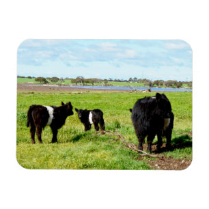 Mummy And Baby Galloway Cows, Flexible Magnet