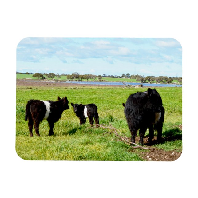 Mummy And Baby Galloway Cows, Flexible Magnet (Horizontal)