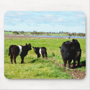 Mummy And Baby Galloway Cows,  Mousepad