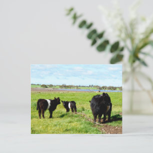 Mummy And Baby Galloway Cows, Postcard