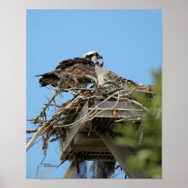 Mummy & Baby Osprey Poster (Front)