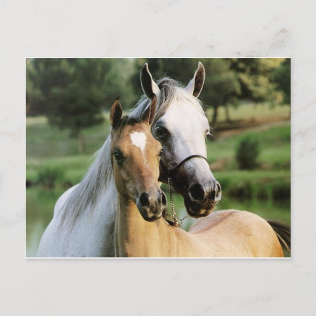 Mummy & Colt Postcard (Front)