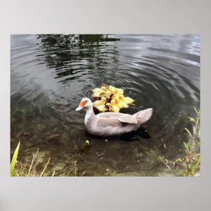Mummy Duck Ducklings Nature Photography Poster