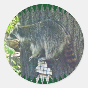 Mummy Racoon on Suet Sticker