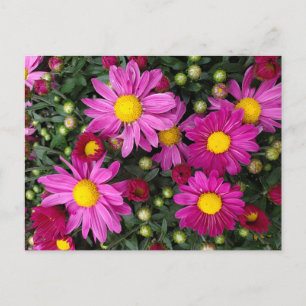 Mums Postcard