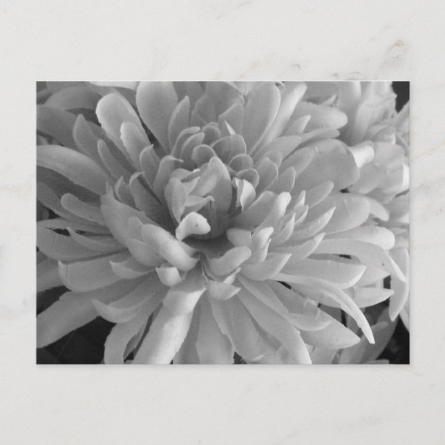 Mum's The Word Postcard (Front)