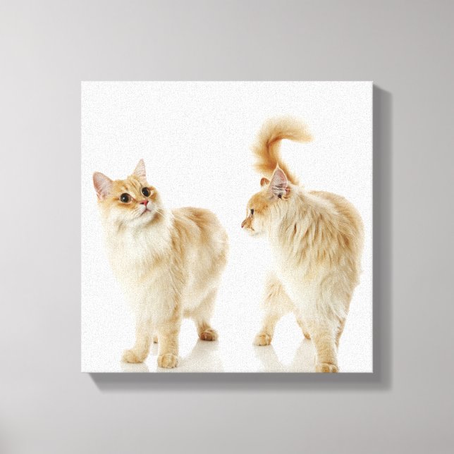 Munchkin cats canvas print (Front)