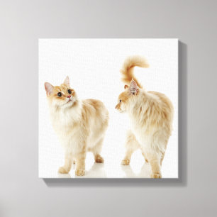 Munchkin cats canvas print