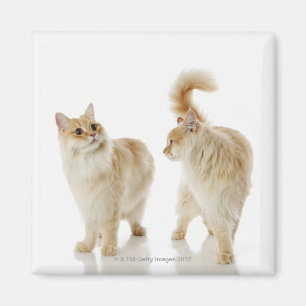 Munchkin cats magnet