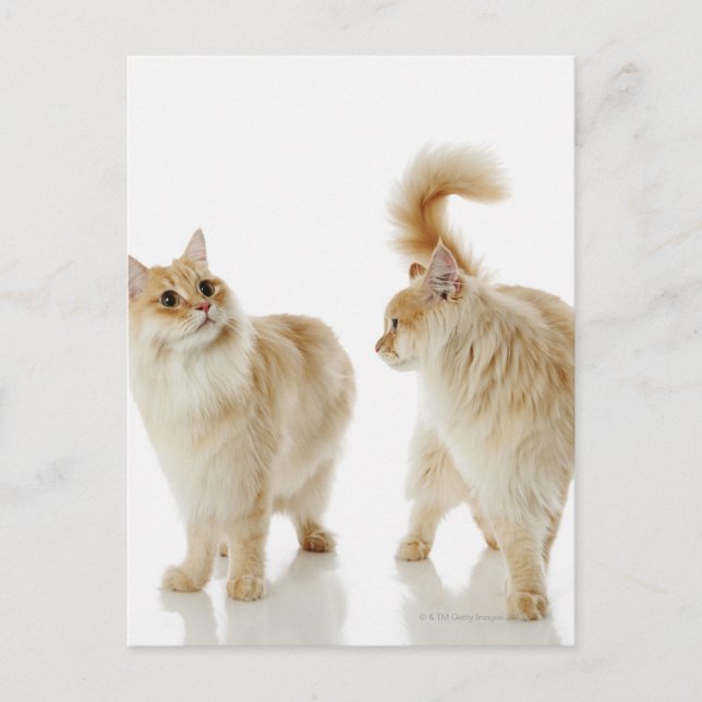 Munchkin cats postcard (Front)