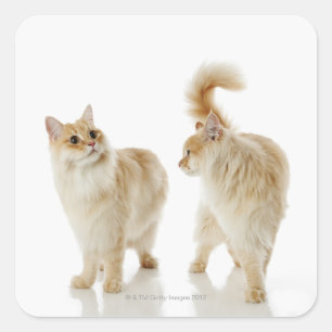 Munchkin cats square sticker