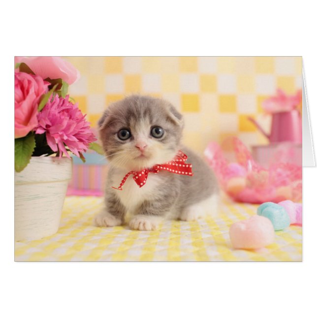 Munchkin Kitten (Front Horizontal)