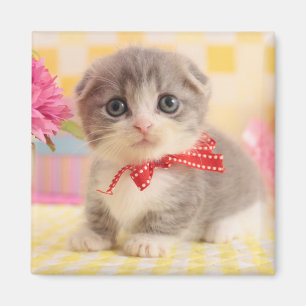 Munchkin Kitten Magnet