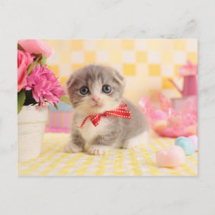 Munchkin Kitten Postcard