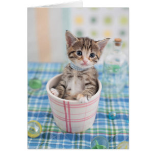 Munchkin Kitten With Pretty Ribbon