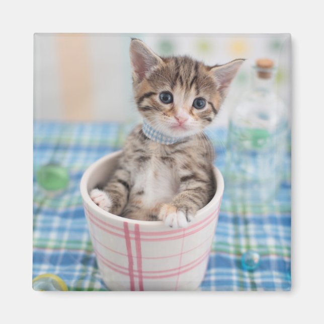 Munchkin Kitten With Pretty Ribbon Magnet (Front)