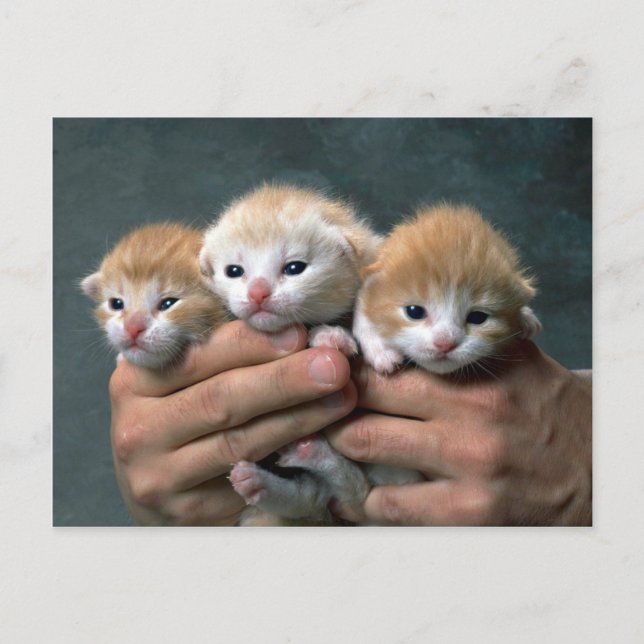 Munchkins Postcard (Front)