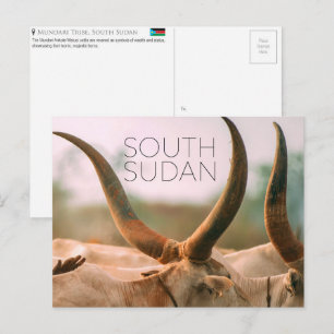 Mundari Cattle, South Sudan Travel Postcard