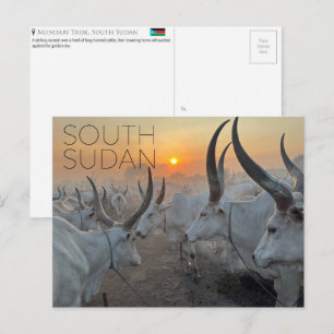 Mundari Cattle, South Sudan Travel Postcard