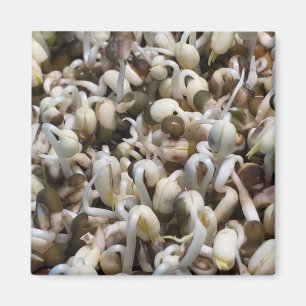 Mung The Beans Magnet
