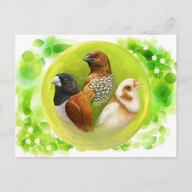 Munia finches realistic painting postcard (Front)