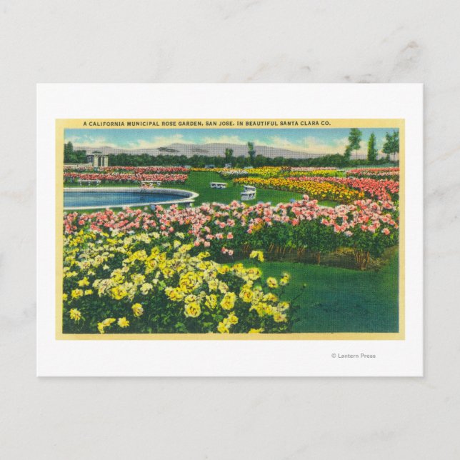 Municipal Rose Garden in Santa Clara County Postcard (Front)