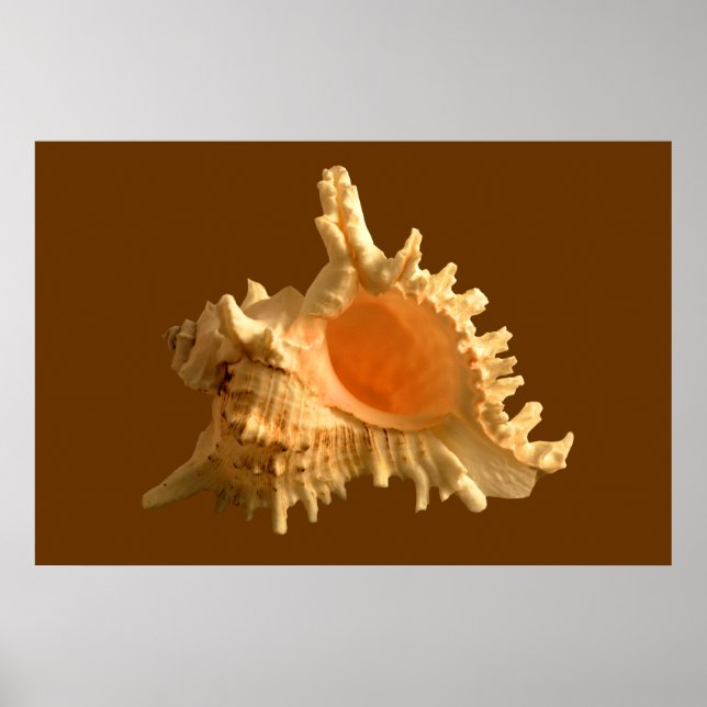 Murex Ramous Poster (Front)